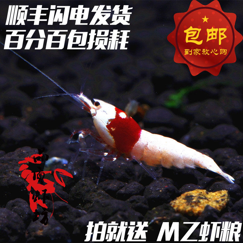 Quality shrimp square red and white crystal shrimp live ornamental shrimp S special pick flower color white body flower head brilliant 0 5-1 2