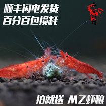 Quality shrimp shop Adult cherry shrimp live ornamental shrimp Flame rose shrimp algae removal non-extreme fire paint 1 5-2cm