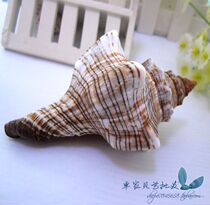 Natural sea snail shells Large red screw 10-12CM large sea snail shells