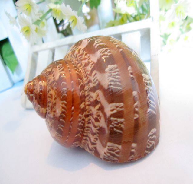 Natural conch shell 5-6 cm ancient snail snail roll shell