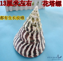 Full RMB35  natural sea snail shells oversized flower tower snail 10-13 cm large flower tower snail