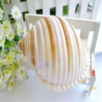 Large Potted Sea Snail Natural Marine Snail Shells Sea Snail 8-10 cm Large-size stud