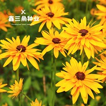 Black Heart Chrysanthemum Seed Flowers Seed Summer Flowering outdoor Multi-year Living Roots Flower Easy and Flower Garden Courtyard Flowers