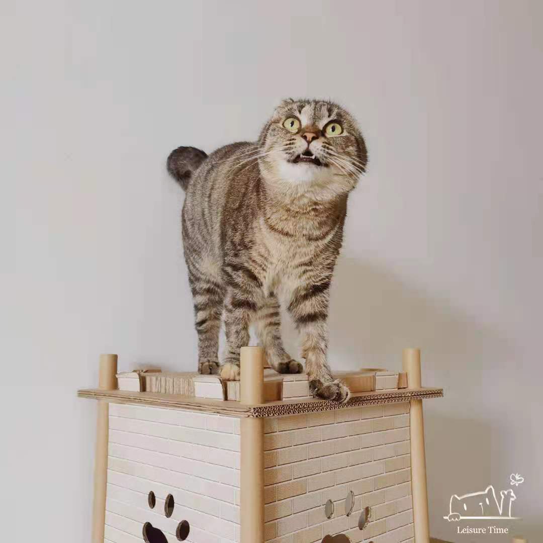 (Small SF) Professional door-to-door feeding cats, walking dogs, bathing, beauty care and cat behavior consulting services in Shenzhen