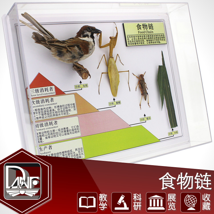 食物链标本 生物链标本 自然生态教学设备 高校中学小学科学教材