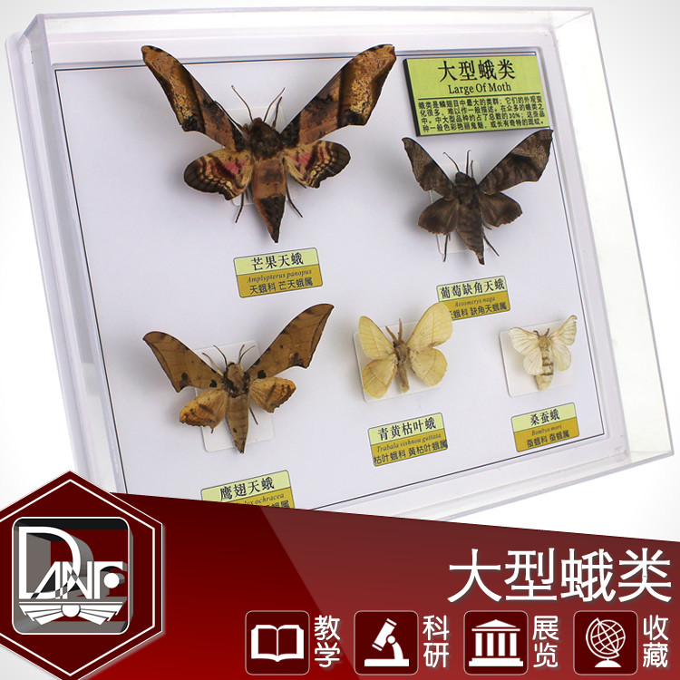 蛾类标本 天蛾 蚕蛾 昆虫 科学教材 自然角陈列展示 社区科普展览