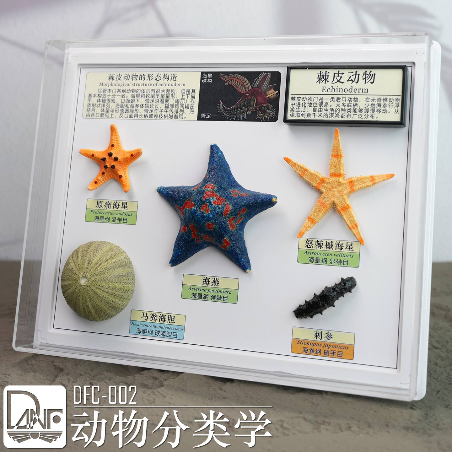 棘皮动物标本 软体动物节肢动物刺胞动物 海星章鱼昆虫寄生虫 DFC