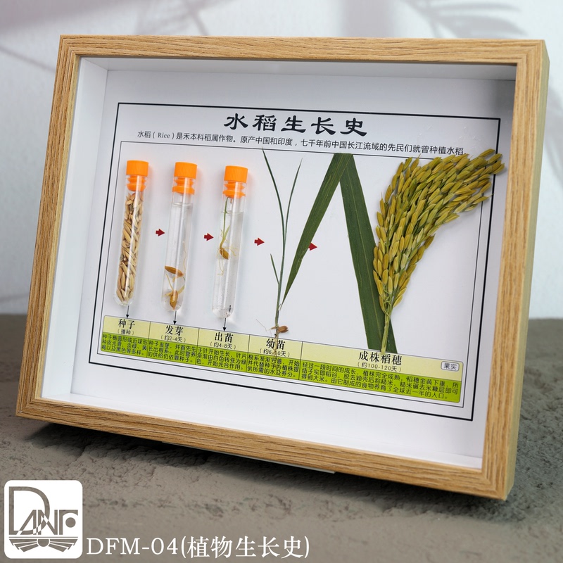 Rice, Wheat, Corn, Cotton, Rapeseed, Sorghum, Soybeans, Platycladus Orientalis, Fern Plant Growth History Specimens, Exhibition Science Popularization Dfm