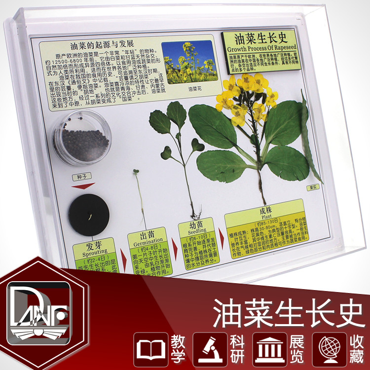 油菜发育成长标本植物生长过程儿童自然科学启蒙教学教材礼品 油菜发育成长标本植物生长过程儿童自然科学启蒙教学教材礼品