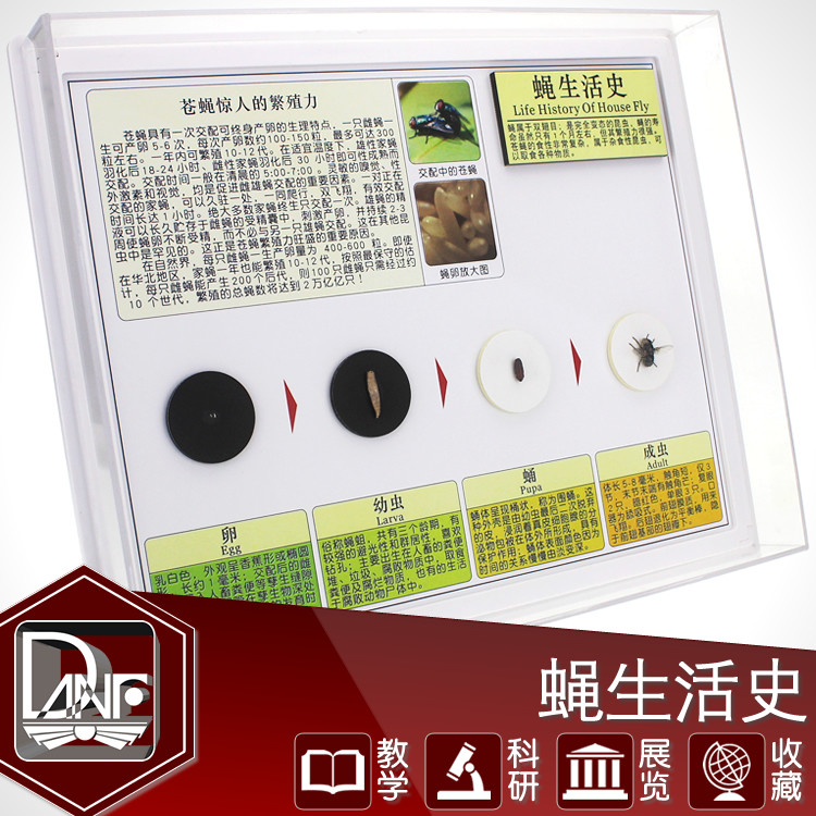 苍蝇生活史标本 双翅目昆虫 自然科学教材 幼儿园科学角 社区科普