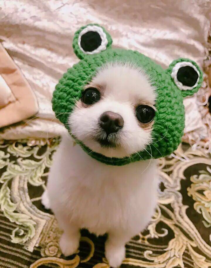 Dress hat ~ pet knitted hat frog headgear children's wool hat dog headgear cat headwear