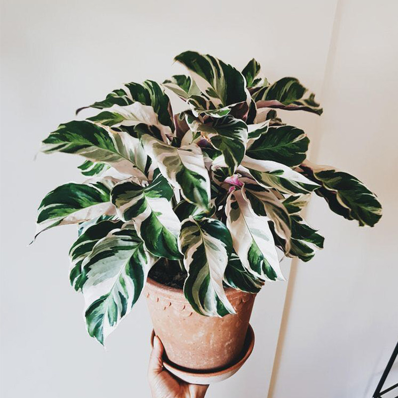 网红ins风油画竹芋观叶植物虹越室内桌面简约好养四季新奇绿植