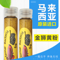 Malaysia Golden Lion Ornamental fish Dragon fish Arhat Fortune fish Goldfish Blindfolded rotten meat Water mildew yellow powder Japanese yellow powder