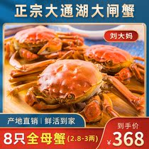 Tongcheng Live Aquatic Lake Crab Cave Lake Datong Lake Big Gate Crab Crab Total Mother Crab 8 only 3-2 Shunfeng
