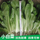 Farm fast-growing cabbage cabbage seeds spring and autumn simple four-season balcony potted vegetable garden high-yielding vegetable seeds