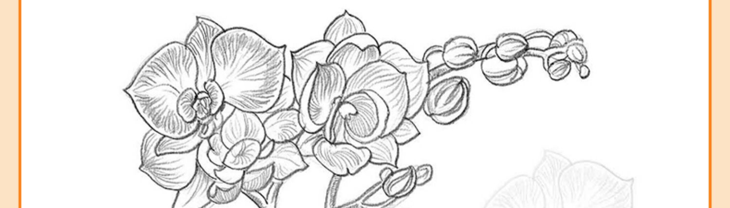 经典全集 花卉速写描摹本 零基础画画入门新手自学教程书籍线描花卉临摹手绘初学者学绘画教材铅笔画素描速写描摹画稿美院名师范画