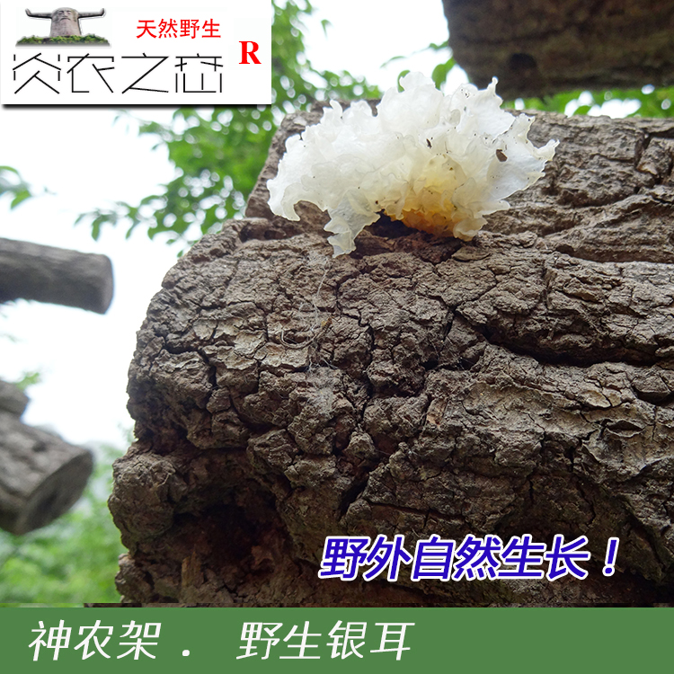 Yannong's love Shennongjia wild white fungus dry goods farmhouse snow fungus glutinous small white fungus without sulfur 250g