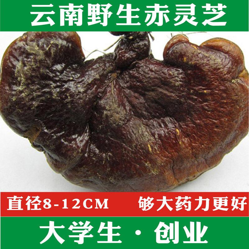 Red Sesame Pure Wild Lingzhi Whole Branch Deep Mountain Pure natural red lucid lucid lucid lucid lucid lucid lucid lucid lucid lucid lucid lucid ganoderma slice powder 250g-Taobao