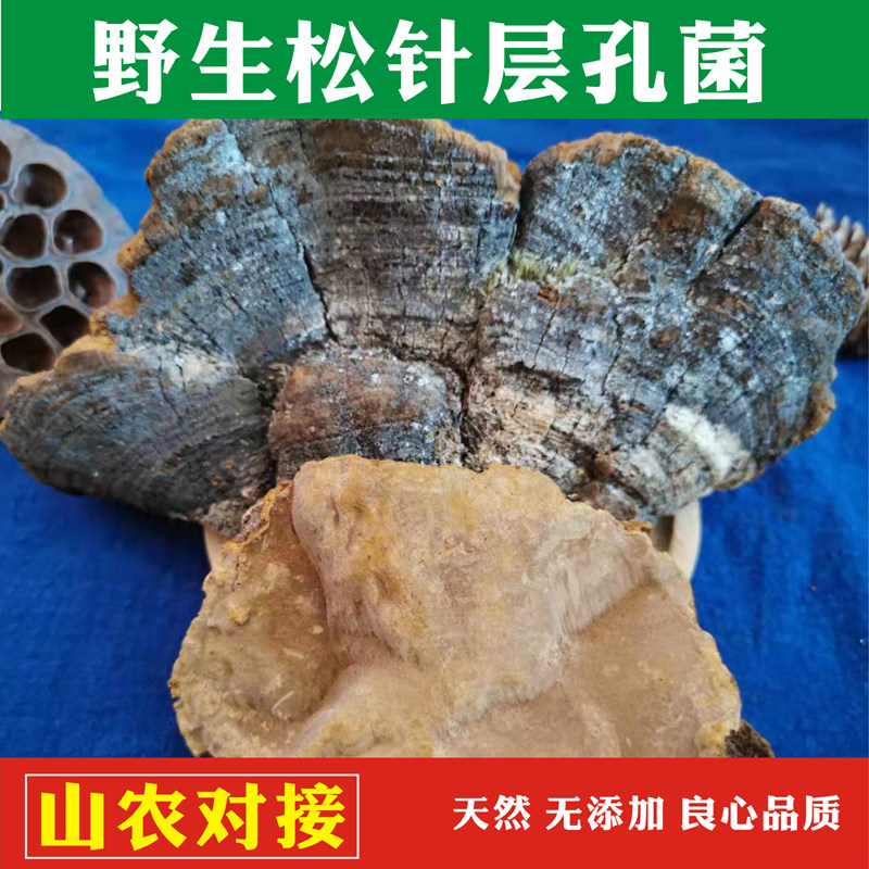 Wild Pine Needle Layer Pore Fungus Wild Lingzhi Authentic medical wild bacteria 500 gr