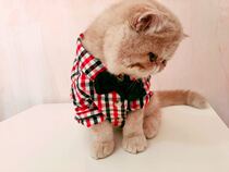 Pure handmade tailor-made pet clothes cats and dogs classic plaid shirt S cotton casual universal special price favorite