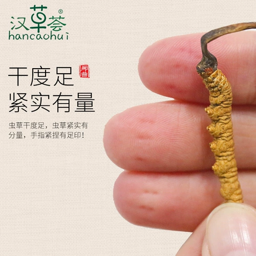 [10 грамм] 19 лет новых пассажиров и травы, тибетские наки cordyceps sinensis 3, 1 грамм дикой кордикопии подлинный