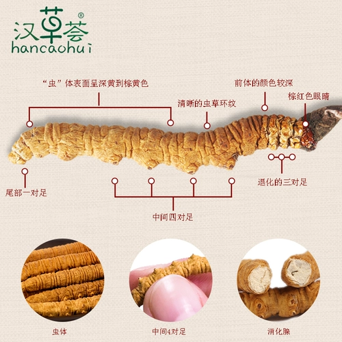 汉草荟 Тибетские Cordyceps Sinensis 18 штук 7 граммов 7 граммов Cordyceps купить подарочную коробку