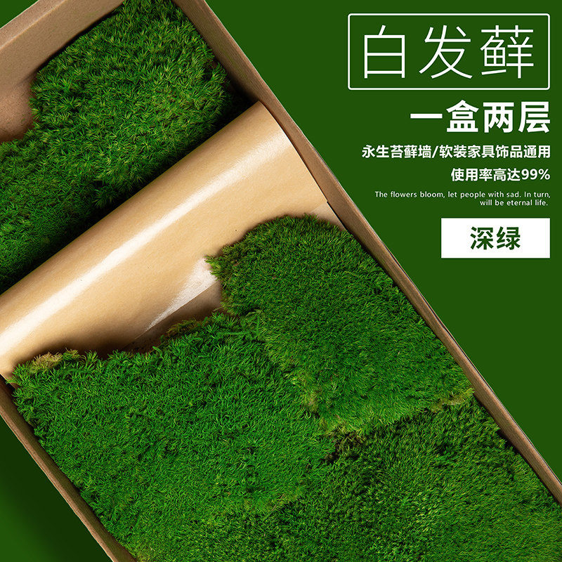 Immortal moss plant wall indoor soft decoration wall new decoration moss green plant bonsai white hair moss