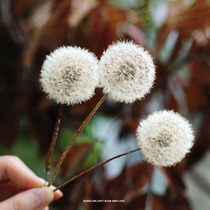 Rosewood Rosewood Flowers Dandelion Dry Flower Refreshing Flower Drop Collagen Material Teachers Festival Gifts to Decorate Flower Boxes Diy