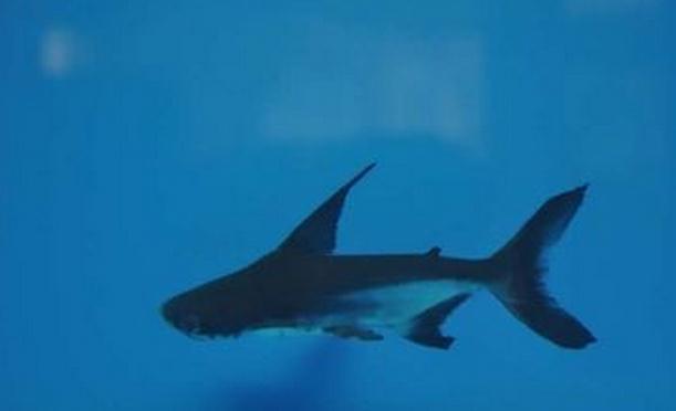 鲨大白鲨虎头鲨热带鱼活体观赏鲨淡水鲨