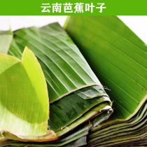 1000g Yunnan Xishuangbanna Dai flavor fresh banana leaves vegetable spices cooking ingredients hotel ingredients