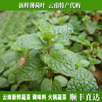 Yunnan fresh mint leaves fresh and refreshing hot pot restaurant western food hotel ingredients 500g SF