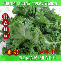 1000 grams of Yunnan specialty fresh kale kale Kailan cold western food salad vegetable hotel ingredients