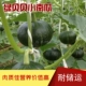 Зеленые насосы Beibei 6 капсул