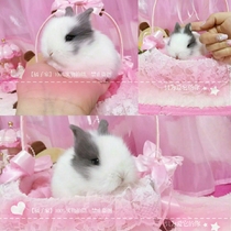 Purebred Dutch Dodge lop-eared rabbit live Angora face-covered cat cat rabbit and crabapple grow up small mini dwarf