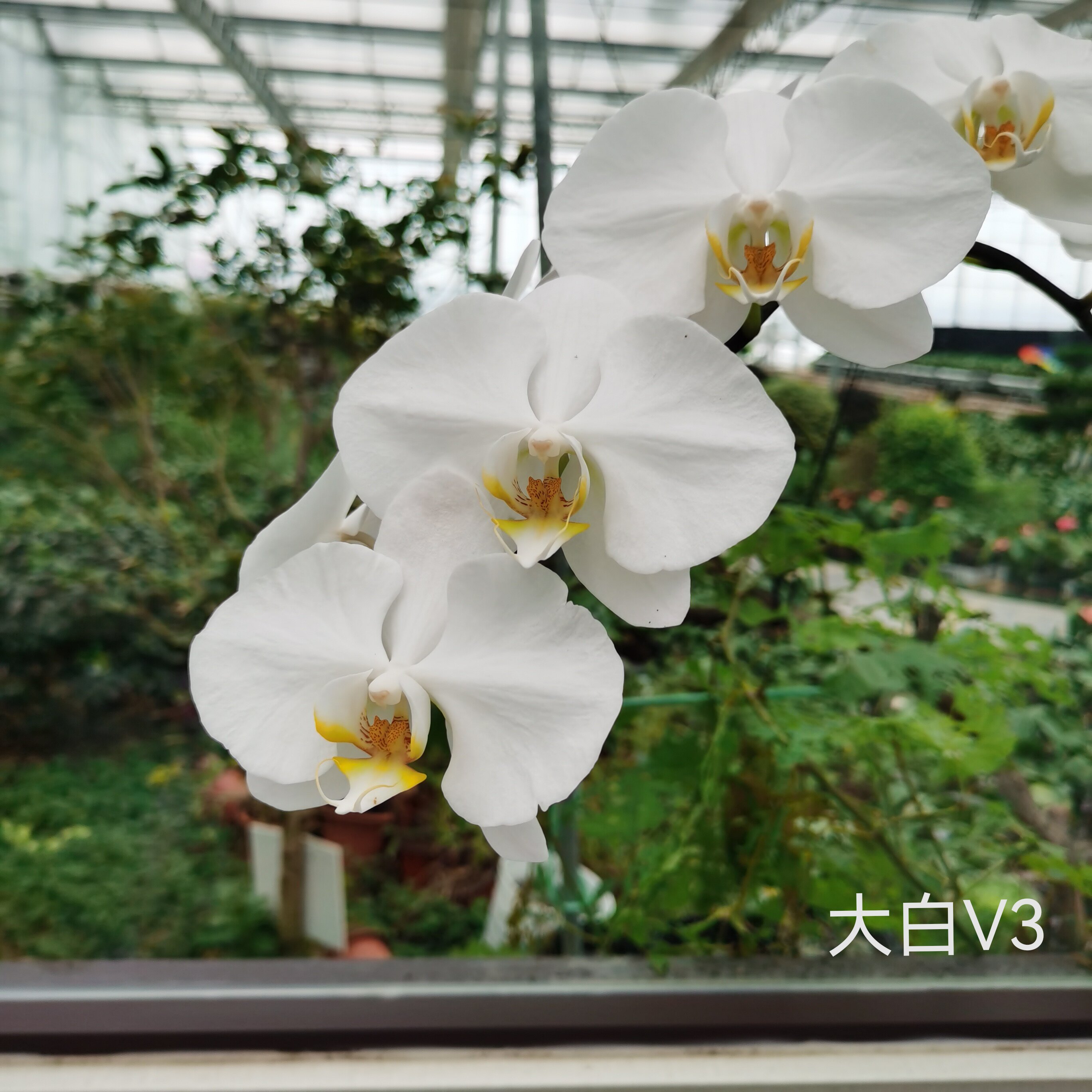 时尚花卉园艺用品的LOGO