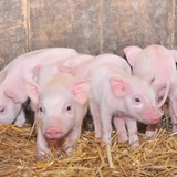 Многомерные витамин, птица, птица, птица, птица, птица, явления, овца, аминокислота витамина курицы, витамин