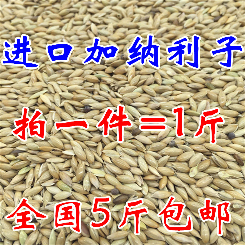 Imported Canary parrot bird food oil-pointed corn White-pointed corn grass Lu seed bird food five pounds of the country