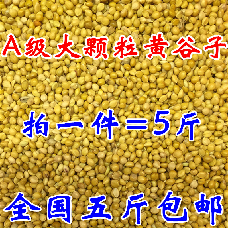 A grade large grain shell millet valley Tiger peony peony bird food bird food bird feed