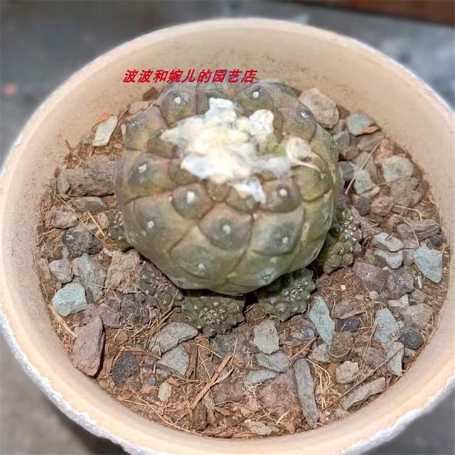 Warty cactus self-rooted cactus indoor living room balcony explosive pot easy to grow yellow flowers absorbing formaldehyde cactus potted plant