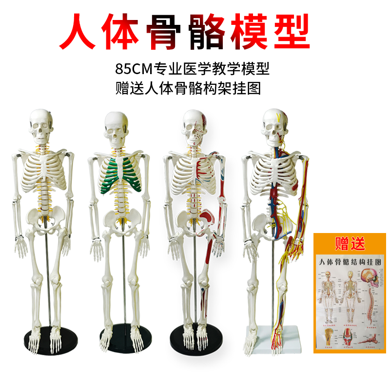 Human skeletal model 85cm Medical ridge Vertebrae Shelf Adult Ridge Column Disassembly Full Body Skeletal Model Real Simulation Hand