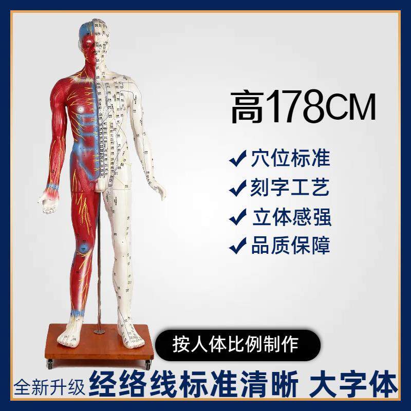178cm中医针灸经络穴位模型人体针灸模型按摩小人十二经络全身用