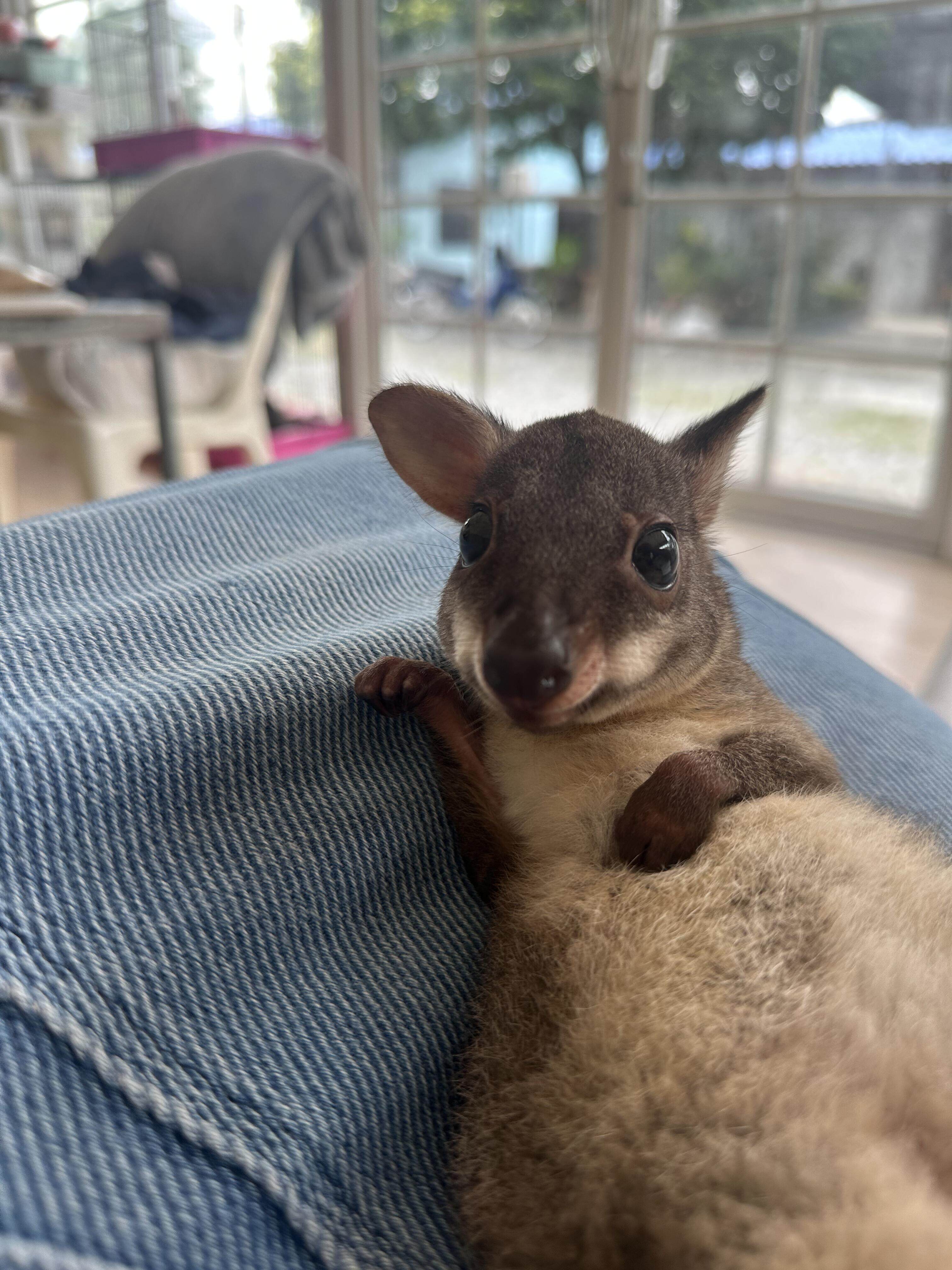 🐾 迷你袋鼠宠物幼崽家养，萌宠来袭，让生活更添温馨🐾-宠物貂-淘宝好物网, image size:3024x4032