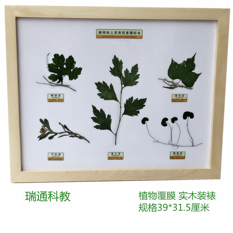 植物地上茎类型复膜标本  中小学幼教配套  科学区儿童自然科学启