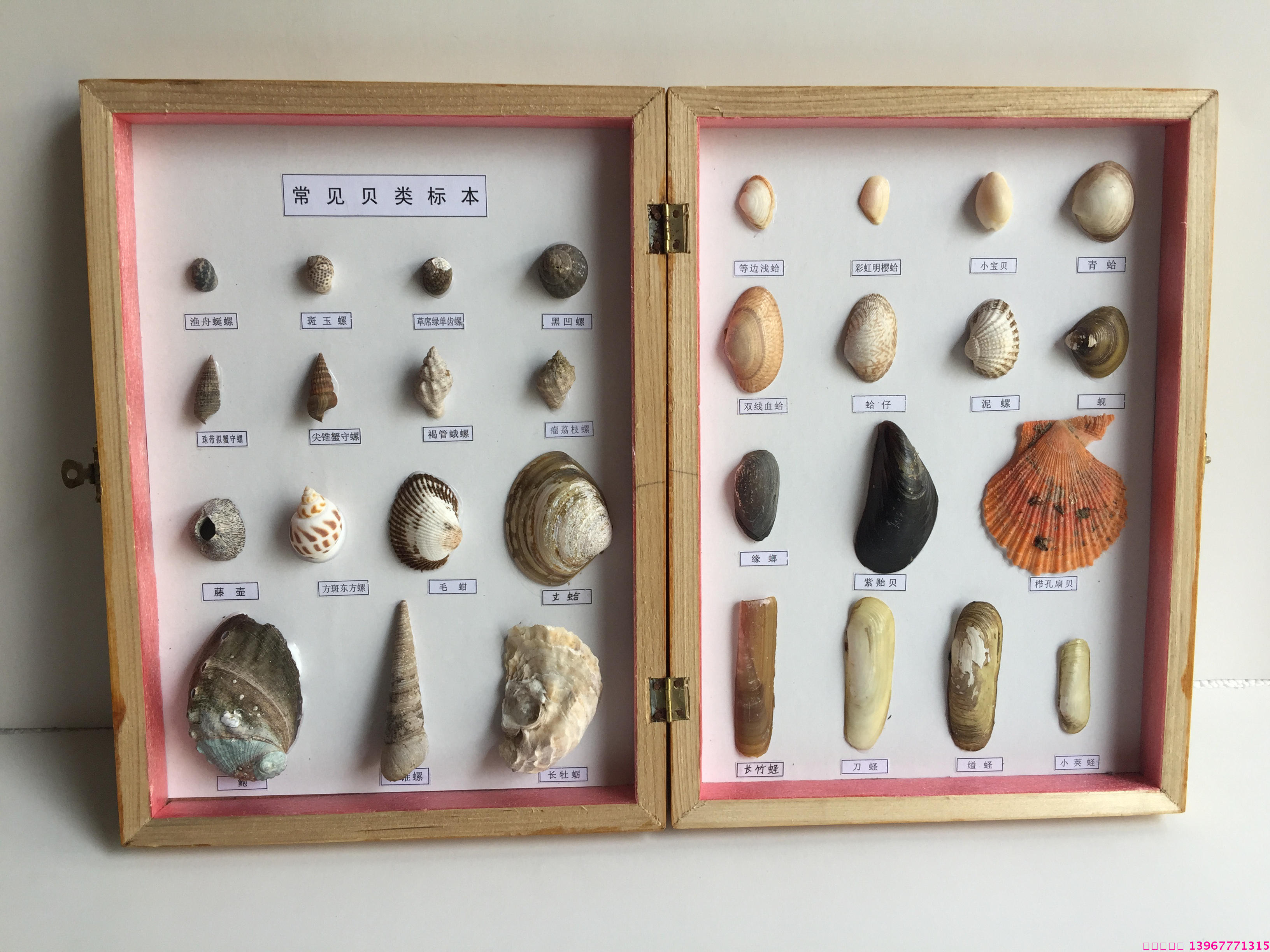 常见贝类标本 木盒装  生物教学标本 中小学幼教配套标本 直销