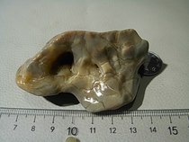 Alxa Jade Jasper Raw Stone Carving Material Gobi Stone Horse Tooth Stone Desert Stone Handle Piece