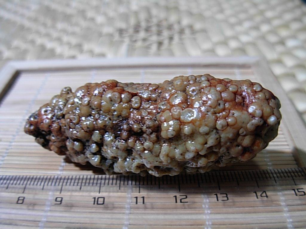 Fish seed Veribule Retropine Regular Manau Gobi Gobi Chanu - sea cucumber