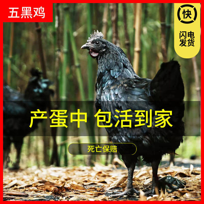 五黑一绿鸡母鸡,绿色鸡蛋的美味秘密大揭秘!-其它宠物-淘宝好物网