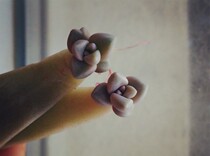 Taiwan Moon Stone Lotus Seedlings are budding