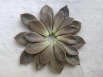 Taiwanese crescent moon stone lotus leaves