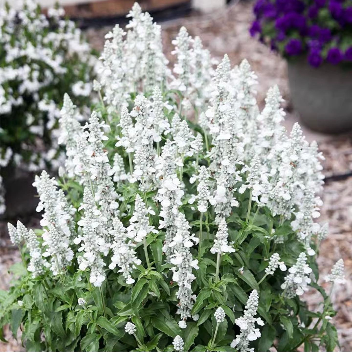 西安必看演出：赳赳大秦前十排预订攻略，下单前必读！